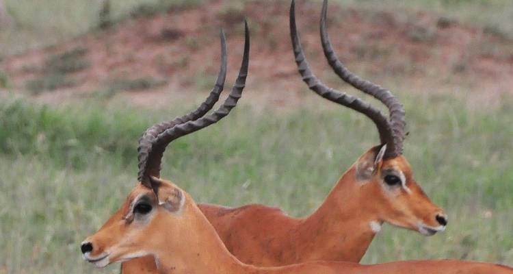 4 jours de safari en Tanzanie - Hazzes Adventure 10