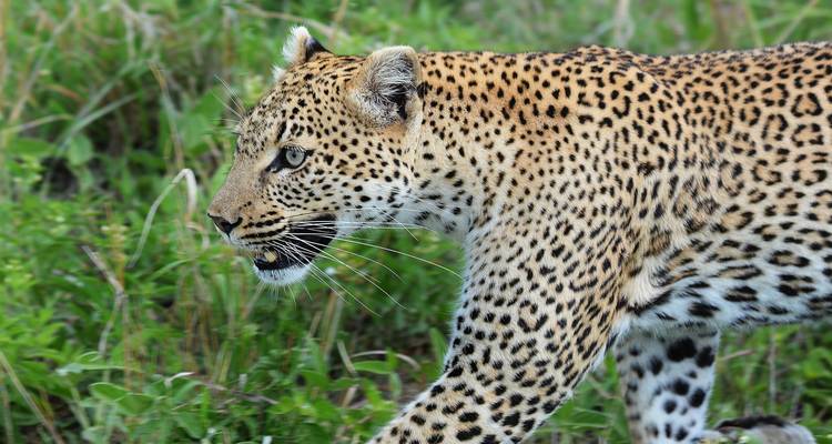 4 jours de safari en Tanzanie - Hazzes Adventure 1