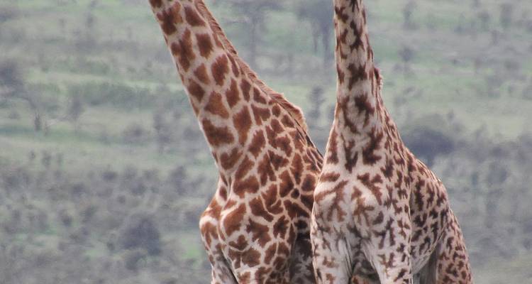 4 jours de safari en Tanzanie - Hazzes Adventure 7