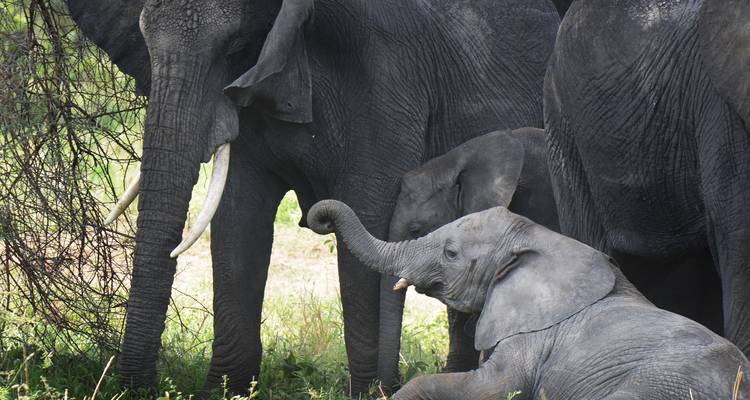 4 jours de safari en Tanzanie - Hazzes Adventure 8