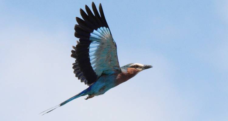 4 jours de safari en Tanzanie - Hazzes Adventure 3