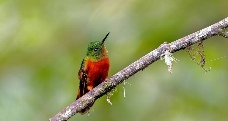 Ecuador Cloud Forest 5 Days Hiking Tour - GUIDEcuador Travel 3