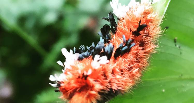 Ecuador Cloud Forest 5 Days Hiking Tour - GUIDEcuador Travel 7