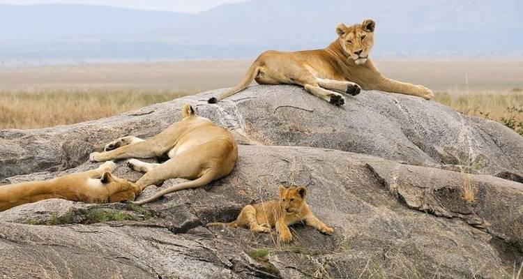 Safari de 12 días por las tierras salvajes de Kenia - Africa Venture Safaris 4