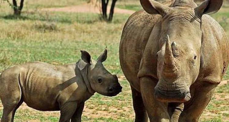 Safari de 12 días por las tierras salvajes de Kenia - Africa Venture Safaris 10
