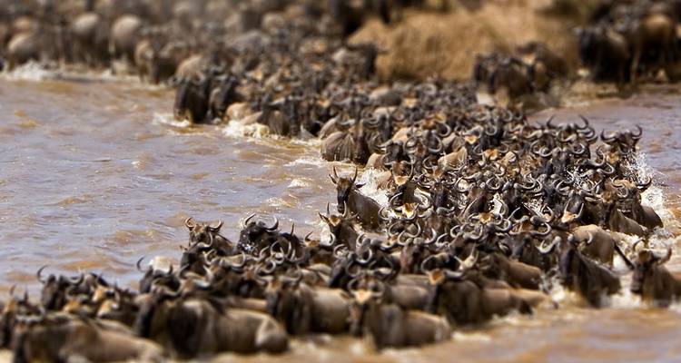Safari de 12 días por las tierras salvajes de Kenia - Africa Venture Safaris 7