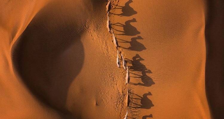 Sombras de camellos en dunas del desierto vistas desde arriba.