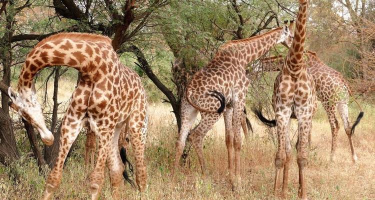 Lo mejor de Senegal - 8 días - Continent Tours 7