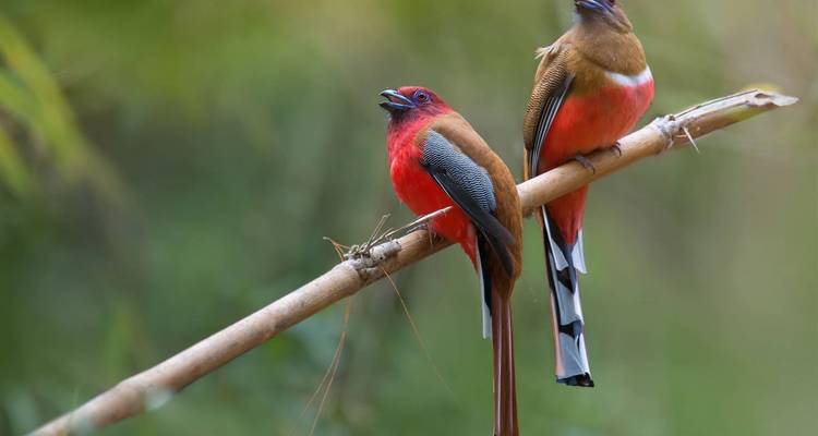 Two beautifully colored birds perched on a branch.