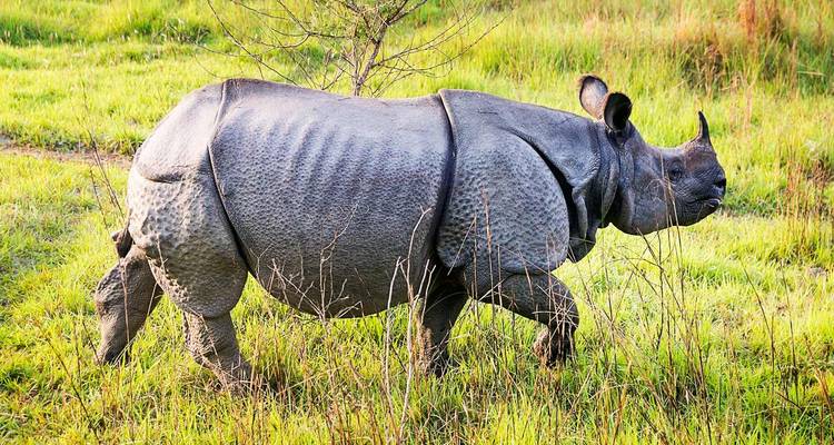 A rhinoceros walking through a grassy landscape.
