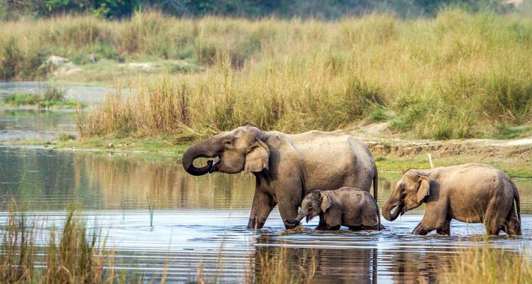 A family of elephants wading through water in a grassy area.