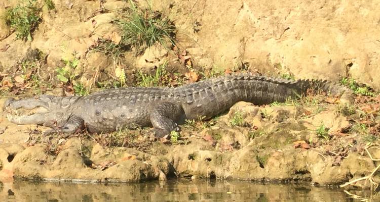Safari dans la jungle de Chitwan - White Hill Adventure Treks and Expedition Pvt Ltd 9