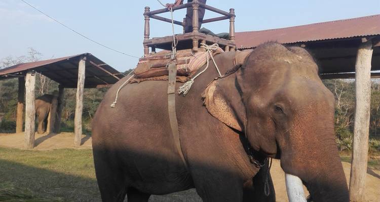 Safari dans la jungle de Chitwan - White Hill Adventure Treks and Expedition Pvt Ltd 4