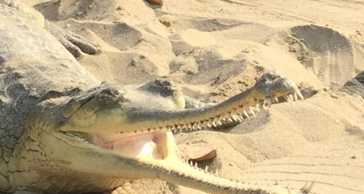 Safari dans la jungle de Chitwan - White Hill Adventure Treks and Expedition Pvt Ltd 1
