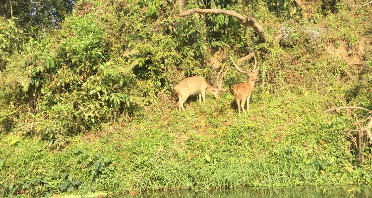 Safari dans la jungle de Chitwan - White Hill Adventure Treks and Expedition Pvt Ltd 7