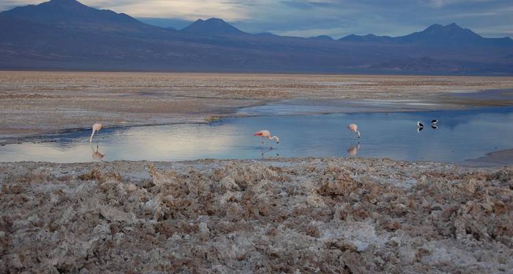 San Pedro de Atacama & Torres del Paine Nationalpark Erlebnisreise - 8 Tage - Signature DMC 10