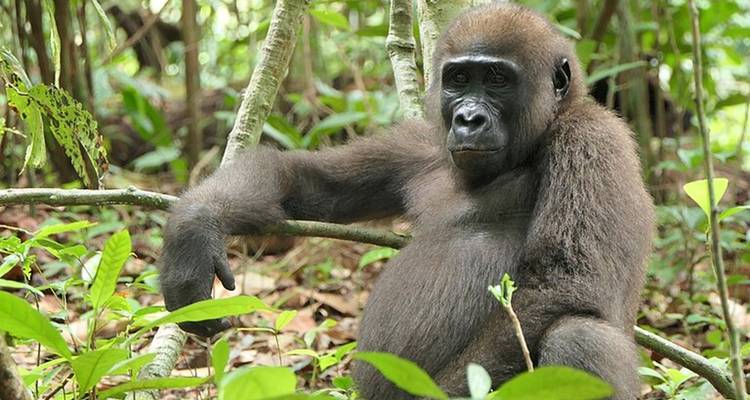 Un gorila de llanura occidental se sienta relajado entre el denso follaje verde del bosque de Gabón