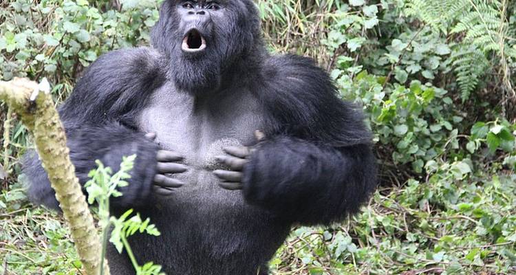 Gorila de espalda plateada golpeándose el pecho with la boca abierta entre vegetación exuberante