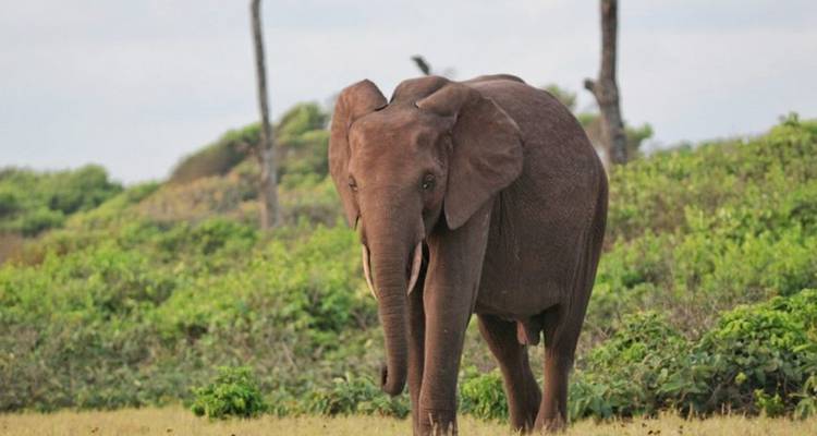 Elefante de bosque camina a grandes pasos a través del claro herboso con densa vegetación arbustiva detrás