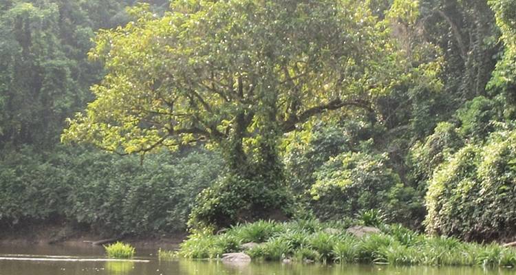 Gabón: gorilas y más - 5 días - Continent Tours 4