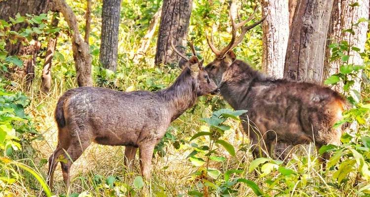 Wilde herten in de bosomgeving.