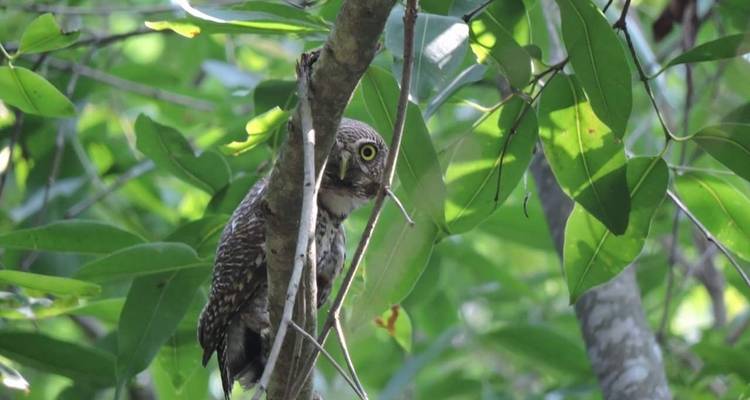 Een uil die door de takken in een bos gluurt.