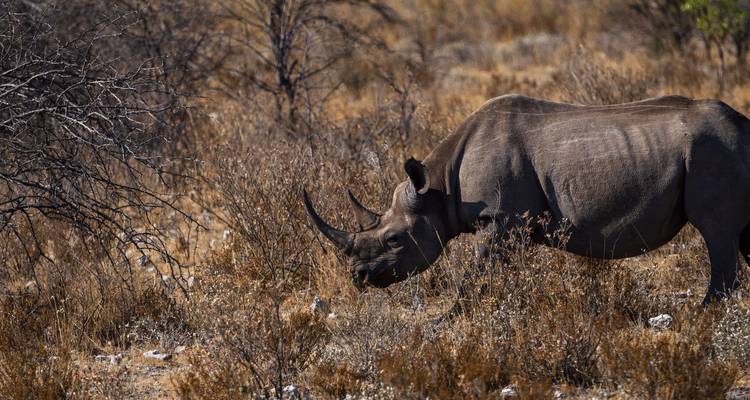 8 Días | Parque Nacional Kruger y Ciudad del Cabo - Timeline Travel DMC 1