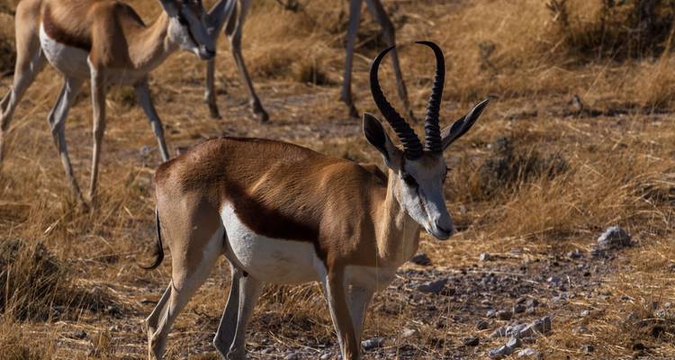 8 Días | Parque Nacional Kruger y Ciudad del Cabo - Timeline Travel DMC 4