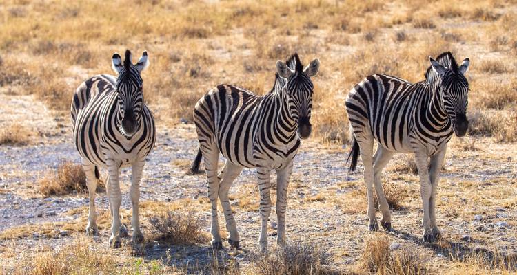 8 Días | Parque Nacional Kruger y Ciudad del Cabo - Timeline Travel DMC 2