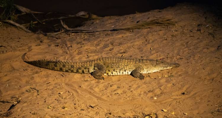 Krokodil ruht auf sandigem Boden