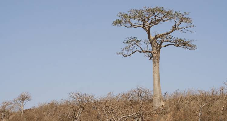 Discover The Gambia – 7 Days - Continent Tours 4