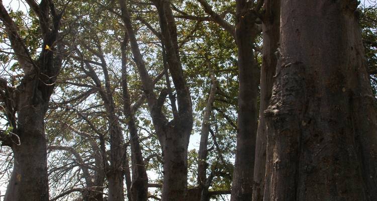 Discover The Gambia – 7 Days - Continent Tours 8