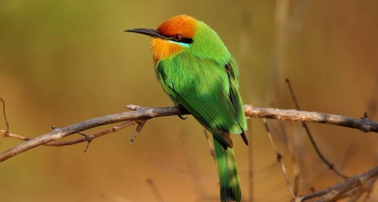 Kafue 6 jours / 5 nuits Safari économique - Adventure Purists Ltd. 2