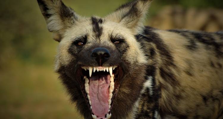 Kafue 6 jours / 5 nuits Safari économique - Adventure Purists Ltd. 6