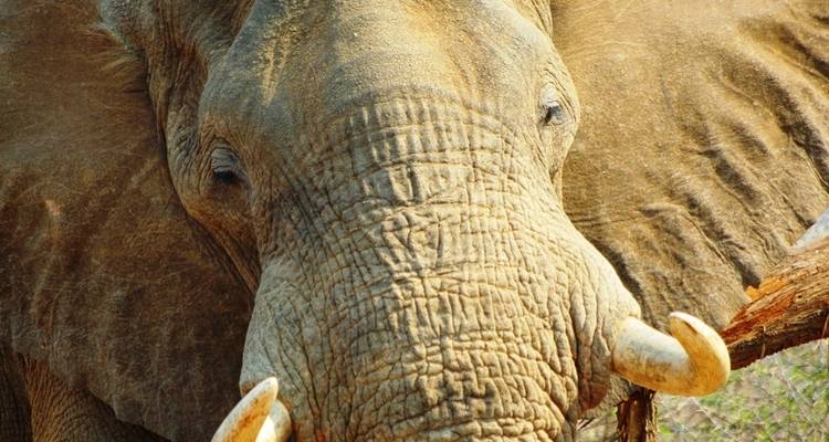 Kafue 6 jours / 5 nuits Safari économique - Adventure Purists Ltd. 4