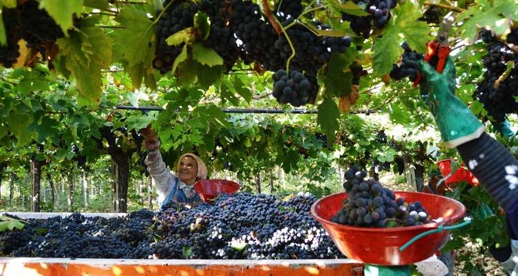 Cultura, fiestas Patronales y experiencia de Vendimia en los Abruzos - Italia Sweet Italia 1