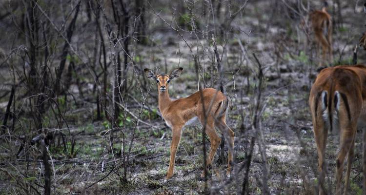 Liuwa, Kafue, PN Luangwa sur - explorando la naturaleza salvaje de Zambia - Adventure Purists Ltd. 10