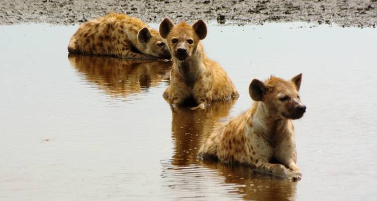 Liuwa, Kafue, PN Luangwa sur - explorando la naturaleza salvaje de Zambia - Adventure Purists Ltd. 4