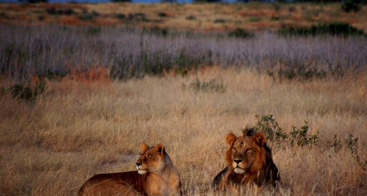 Liuwa, Kafue, PN Luangwa sur - explorando la naturaleza salvaje de Zambia - Adventure Purists Ltd. 6