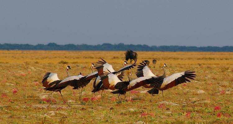 Liuwa, Kafue, PN Luangwa sur - explorando la naturaleza salvaje de Zambia - Adventure Purists Ltd. 2