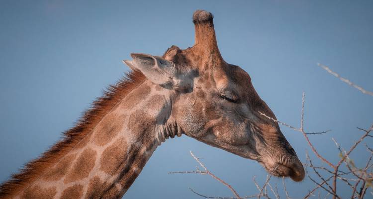 Zambia Walking Safari - Adventure Purists Ltd. 4