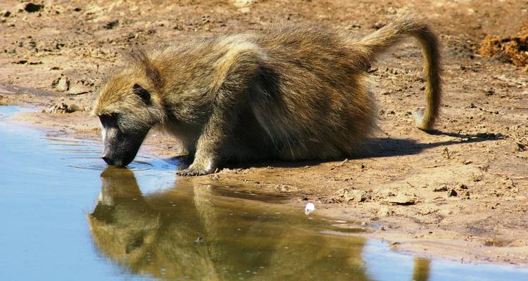Zambia Walking Safari - Adventure Purists Ltd. 6