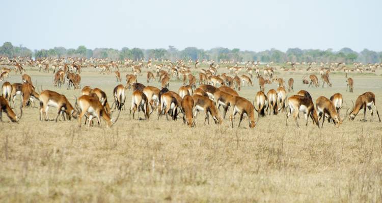 Zambia Walking Safari - Adventure Purists Ltd. 7