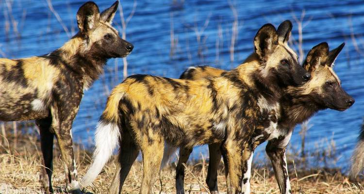 Zambia Walking Safari - Adventure Purists Ltd. 3