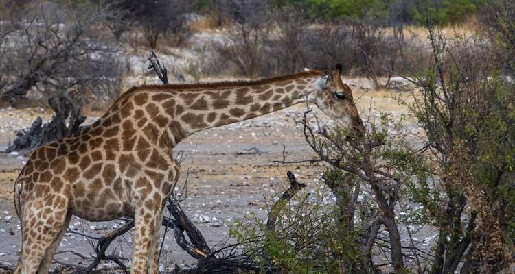 Zambia Walking Safari - Adventure Purists Ltd. 2