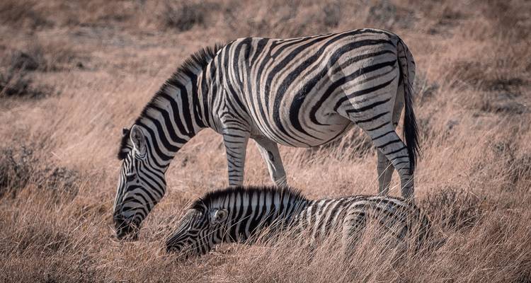Zambia Walking Safari - Adventure Purists Ltd. 1