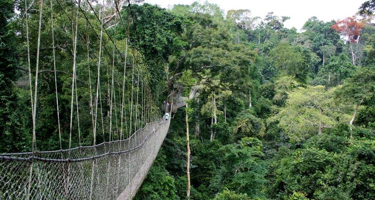 Pasarela suspendida del dosel que se extiende sobre la densa selva tropical del Parque Nacional Kakum.
