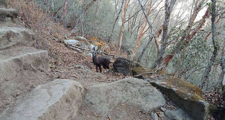 A goat standing on a rocky trail in a wooded area.