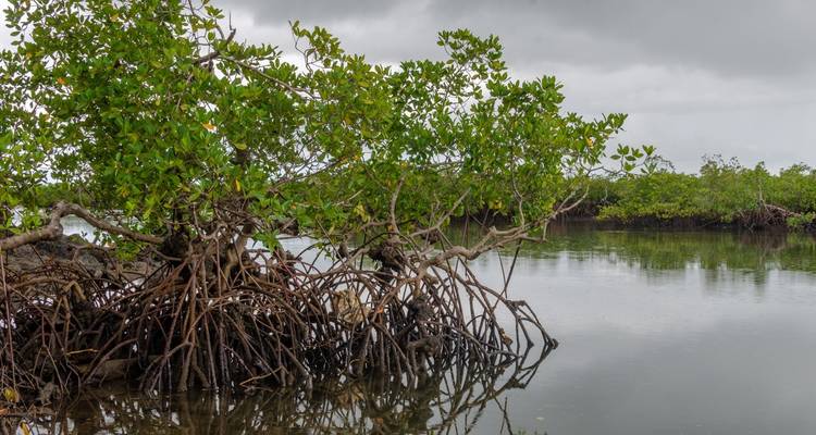Guinea Bissau – Islands and Wildlife - Continent Tours 7