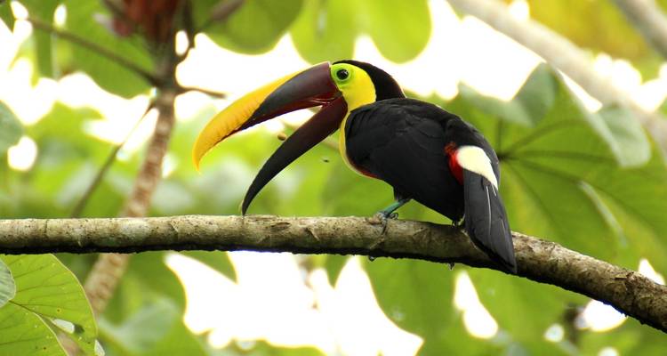 Sabores de Costa Rica - Tours of Distinction 3